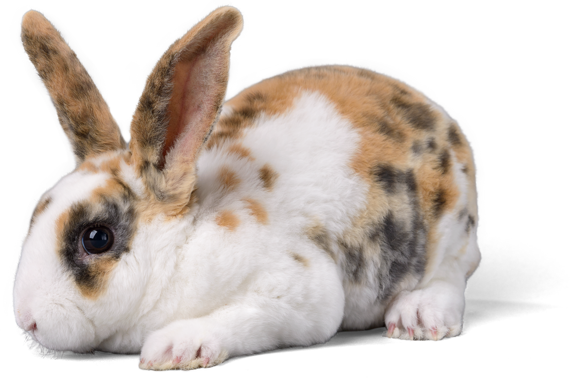 Fluffy Bunny Cutout