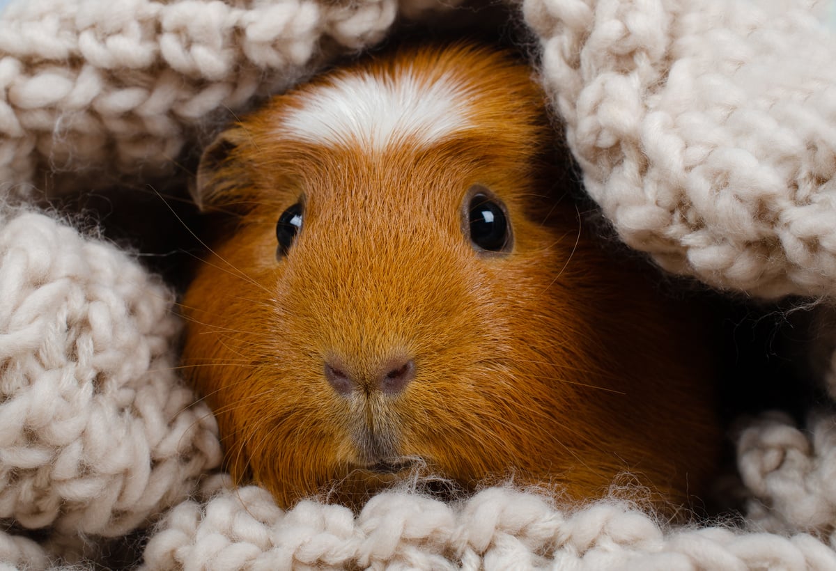 Funny cute guinea pig