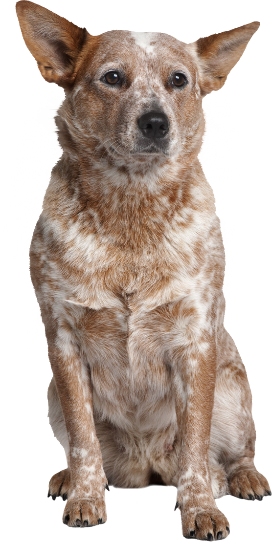 Australian Cattle Dog, 2 Years Old