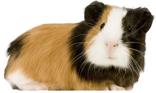 Guinea Pig