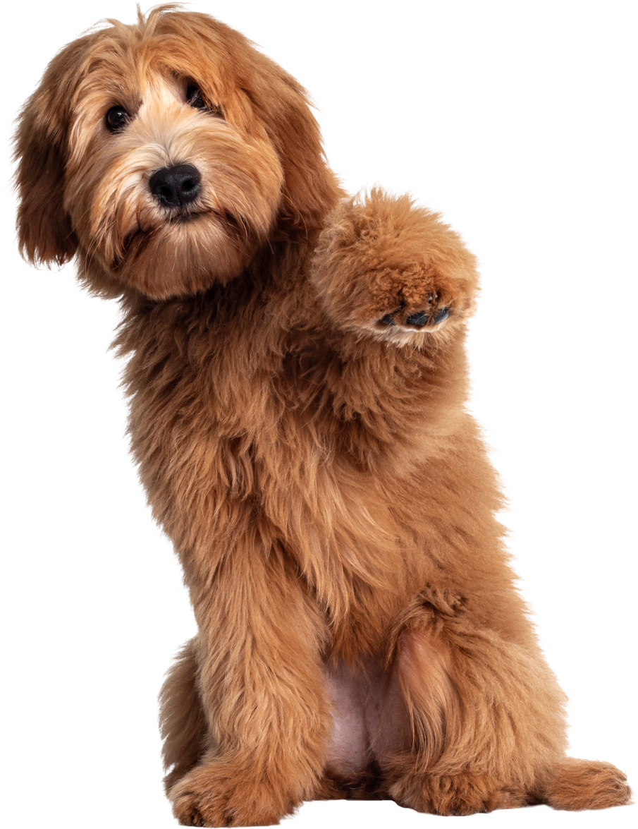 Pretty Labradoodle / Cobberdog on Transparent