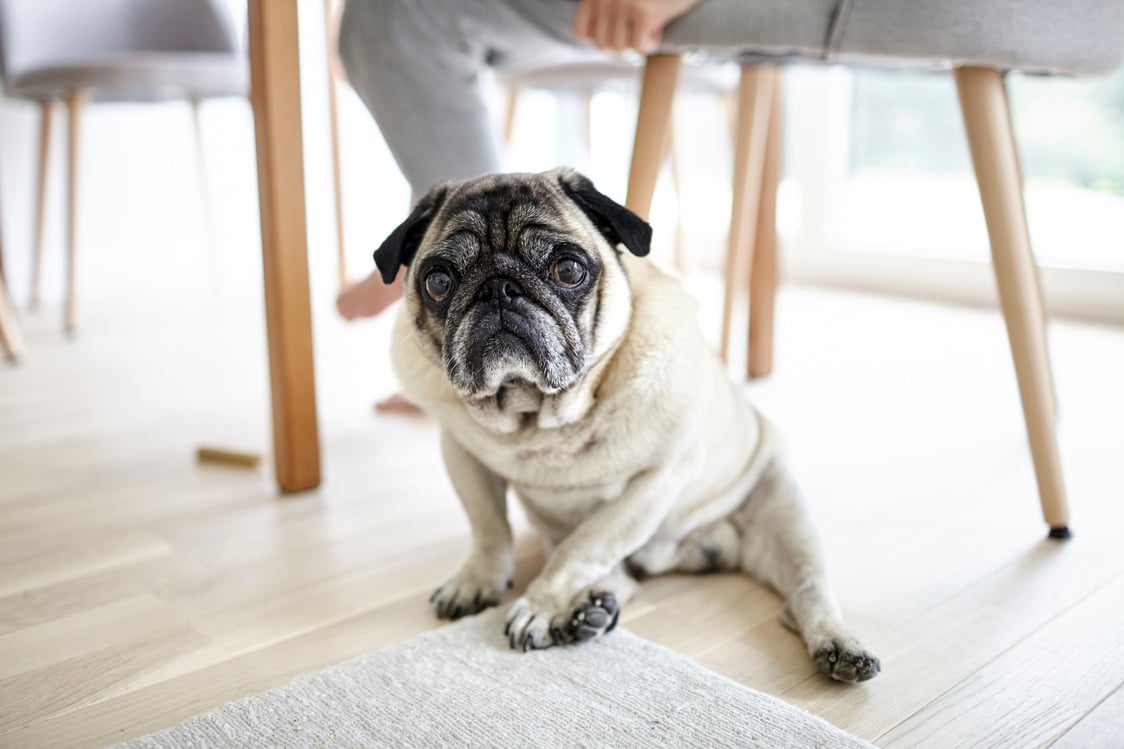 Old Sad Dog Sitting on the Floor, Tired Pug. Pet Yearning under